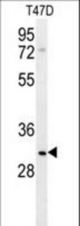 LRRC52 Antibody western blot of T47D cell line lysates (35 ug/lane). The LRRC52 antibody detected the LRRC52 protein (arrow).