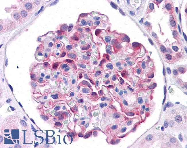 Anti-LRRC59 antibody IHC of human kidney. Immunohistochemistry of formalin-fixed, paraffin-embedded tissue after heat-induced antigen retrieval. Antibody LS-B4673 concentration 5 ug/ml.