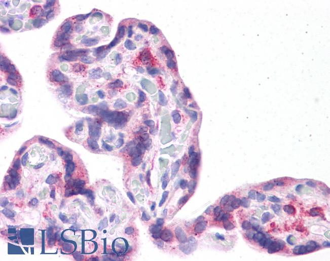 Anti-LRRC59 antibody IHC of human placenta. Immunohistochemistry of formalin-fixed, paraffin-embedded tissue after heat-induced antigen retrieval. Antibody LS-B4672 concentration 5 ug/ml.