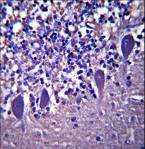 LRRC8B Antibody (N-term ) immunohistochemistry of formalin-fixed and paraffin-embedded human cerebellum tissue followed by peroxidase-conjugated secondary antibody and DAB staining.