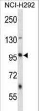 LRRC8B Antibody (N-term ) western blot of NCI-H292 cell line lysates (35 ug/lane). The LRRC8B antibody detected the LRRC8B protein (arrow).
