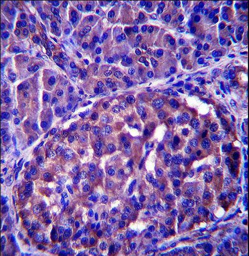 LRRN4 Antibody immunohistochemistry of formalin-fixed and paraffin-embedded human pancreas tissue followed by peroxidase-conjugated secondary antibody and DAB staining.