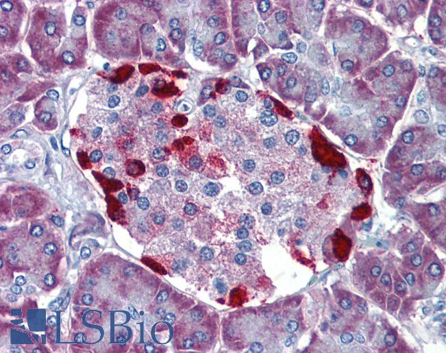 Anti-LRRN4 / C20orf75 antibody LS-A9935 IHC of human pancreas. Immunohistochemistry of formalin-fixed, paraffin-embedded tissue after heat-induced antigen retrieval.