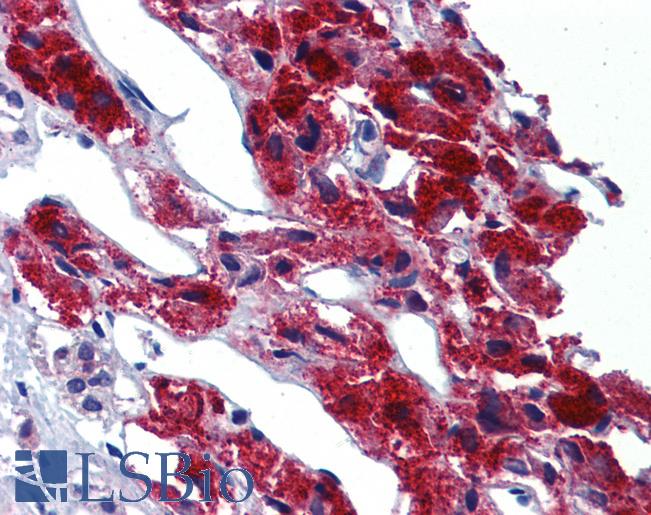 Anti-LRRN4 / C20orf75 antibody LS-A9935 IHC of human adrenal. Immunohistochemistry of formalin-fixed, paraffin-embedded tissue after heat-induced antigen retrieval.