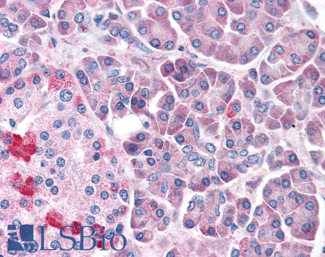 Anti-LRRN4 / C20orf75 antibody LS-A9531 IHC of human, pancreas. Immunohistochemistry of formalin-fixed, paraffin-embedded tissue after heat-induced antigen retrieval.