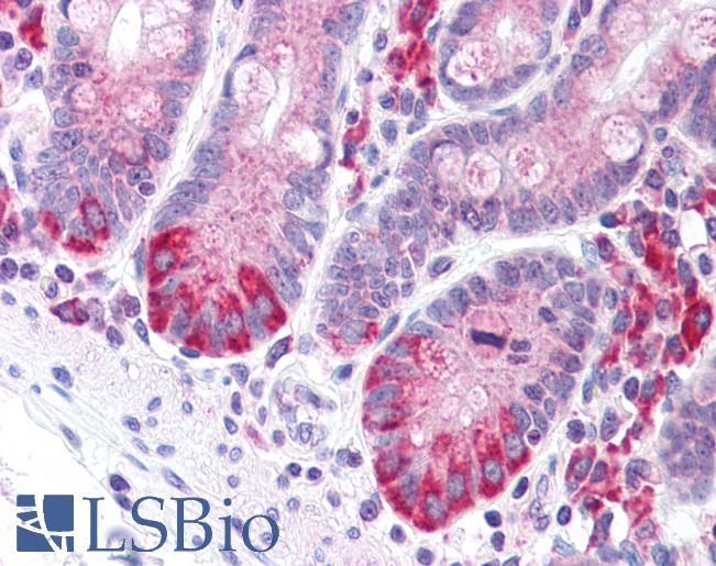 Anti-LRRN4 / C20orf75 antibody LS-A9532 IHC of human small intestine. Immunohistochemistry of formalin-fixed, paraffin-embedded tissue after heat-induced antigen retrieval.