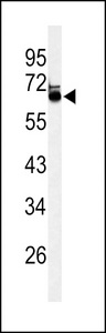 Western blot of LRRTM1 Antibody in mouse brain tissue lysates (35 ug/lane). LRRTM1 (arrow) was detected using the purified antibody.