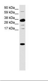Intestine Lysate
