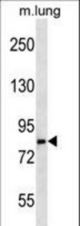 LRSAM1 Antibody western blot of mouse lung tissue lysates (35 ug/lane). The LRSAM1 antibody detected the LRSAM1 protein (arrow).