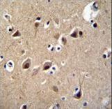 LRTM2 Antibody immunohistochemistry of formalin-fixed and paraffin-embedded human brain tissue followed by peroxidase-conjugated secondary antibody and DAB staining.