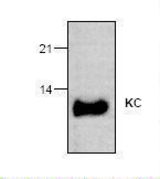 Western blot of GRO / CXCL1 antibody.