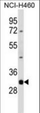 DNASE1L3 Antibody western blot of NCI-H460 cell line lysates (35 ug/lane). The DNASE1L3 antibody detected the DNASE1L3 protein (arrow).