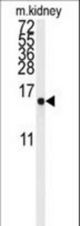 Western blot of anti-LSM1 Antibody in mouse kidney tissue lysates (35 ug/lane). LSM1(arrow) was detected using the purified antibody.
