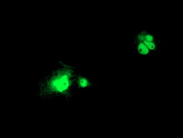 Anti-LSM1 mouse monoclonal antibody immunofluorescent staining of COS7 cells transiently transfected by pCMV6-ENTRY LSM1.