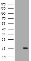 HEK293T cells were transfected with the pCMV6-ENTRY control (Left lane) or pCMV6-ENTRY LSM1 (Right lane) cDNA for 48 hrs and lysed. Equivalent amounts of cell lysates (5 ug per lane) were separated by SDS-PAGE and immunoblotted with anti-LSM1.