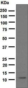 Western blot analysis on 5 ng of GRO alpha recombinant protein using anti-GRO alpha antibody.