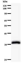 Western blot of immunized recombinant protein using LSM10 antibody.