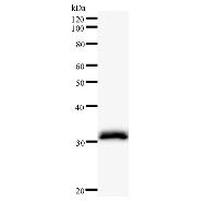 Western blot analysis of immunized recombinant protein, using anti-LSM10 monoclonal antibody.