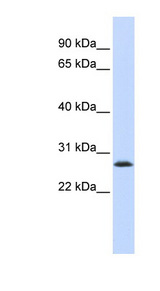 LSM12 antibody LS-C102488 Western blot of 293T cell lysate.