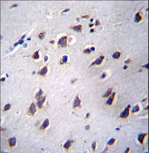 LSM12 Antibody immunohistochemistry of formalin-fixed and paraffin-embedded human brain tissue followed by peroxidase-conjugated secondary antibody and DAB staining.