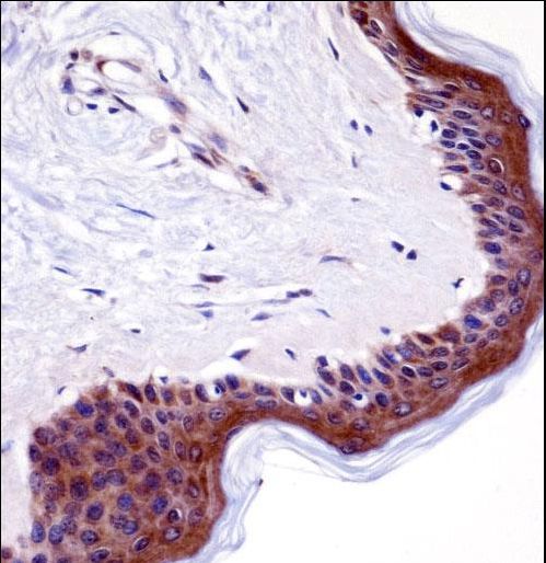 LSM14A Antibody immunohistochemistry of formalin-fixed and paraffin-embedded human skin tissue followed by peroxidase-conjugated secondary antibody and DAB staining.