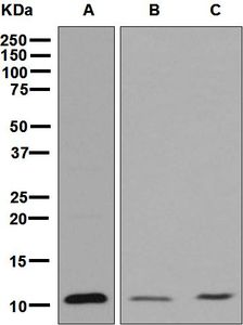 Western blot analysis on (A) K562, (B) 293T, and (C) Caco-2 cell lysates using anti-LSM2 antibody.