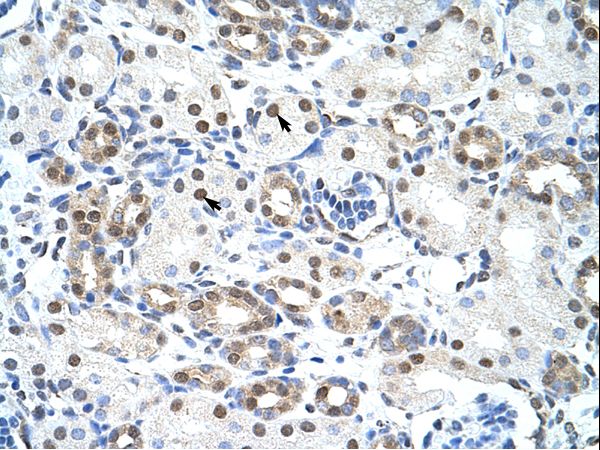 LSM2 antibody LS-C30554 was used in IHC to stain formalin-fixed, paraffin-embedded human kidney.