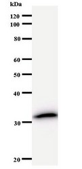 Western blot of immunized recombinant protein using LSM8 antibody.