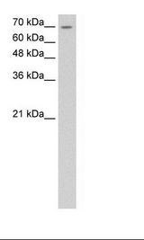 HepG2 Cell Lysate