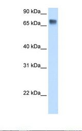 Fetal liver cell lysate. Antibody concentration: 0.5 ug/ml. Gel concentration: 12%.