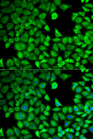Immunofluorescence analysis of HeLa cell using LTA4H antibody. Blue: DAPI for nuclear staining.