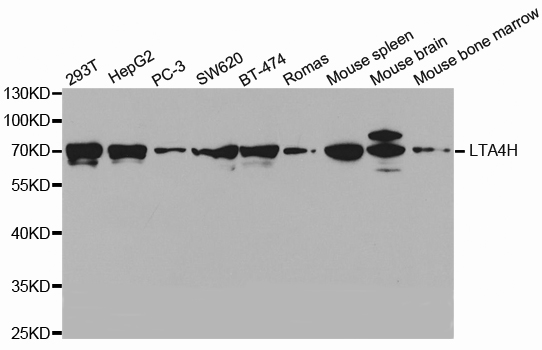 Western blot analysis of extracts of various cell lines, using LTA4H antibody.