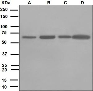 Western blot analysis on (A) HeLa, (B) 293T, (C) T47-D, and (D) A549 cell lysates using anti-LTA4H antibody.