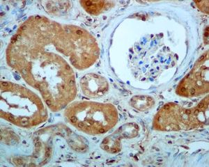 IHC of paraffin-embedded human kidney tissue using anti-LTA4H antibody.