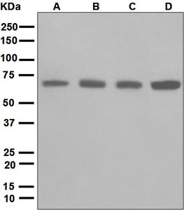 Western blot analysis on (A) HeLa, (B) 293T, (C) T47-D, and (D) A549 cell lysates using anti-LTA4H antibody.
