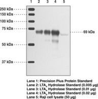 Western blot of LTA4H / LTA4 antibody LS-B1600.