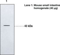 Western blot of BLT2 antibody LS-C146664.