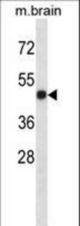 LTBR Antibody western blot of mouse brain tissue lysates (35 ug/lane). The LTBR antibody detected the LTBR protein (arrow).