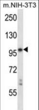 Mouse Ltk Antibody western blot of mouse NIH-3T3 cell line lysates (35 ug/lane). The Ltk antibody detected the Ltk protein (arrow).