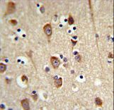 LUC7L2 Antibody IHC of formalin-fixed and paraffin-embedded brain tissue followed by peroxidase-conjugated secondary antibody and DAB staining.