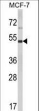 Western blot of LUC7L2 Antibody in MCF-7 cell line lysates (35 ug/lane). LUC7L2 (arrow) was detected using the purified antibody.