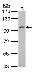 Sample (30 ug of whole cell lysate). A: H1299. 7.5% SDS PAGE. LUZP1 antibody diluted at 1:1000