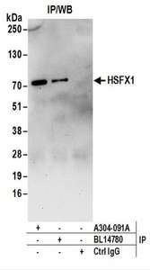 Detection of Human HSFX1 by Western Blot of Immunoprecipitates. Samples: Whole cell lysate (1 mg for IP; 20% of IP loaded) from Jurkat cells. Antibodies: Affinity purified rabbit anti-HSFX1 antibody used for IP at 6 ug/mg lysate. HSFX1 was also immunoprecipitated by rabbit anti-HSFX1 antibody BL14780. For blotting immunoprecipitated HSFX1, was used at 1 ug/ml. Detection: Chemiluminescence with an exposure time of 30 seconds.
