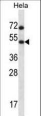 HSFX1 Antibody western blot of HeLa cell line lysates (35 ug/lane). The HSFX1 antibody detected the HSFX1 protein (arrow).