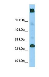 Western blot of Human U937. LY6G5C antibody dilution 1.0 ug/ml.
