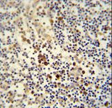 LY6G6C antibody immunohistochemistry of formalin-fixed and paraffin-embedded human lymph node followed by peroxidase-conjugated secondary antibody and DAB staining.