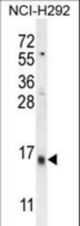 LY6G6C Antibody western blot of NCI-H292 cell line lysates (35 ug/lane). The LY6G6C antibody detected the LY6G6C protein (arrow).