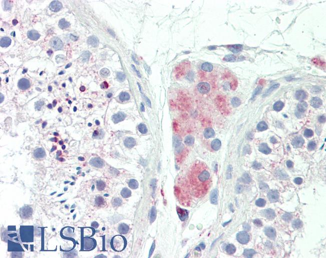 Anti-LY6G6F antibody IHC staining of human testis. Immunohistochemistry of formalin-fixed, paraffin-embedded tissue after heat-induced antigen retrieval. Antibody LS-B11131 concentration 10 ug/ml.