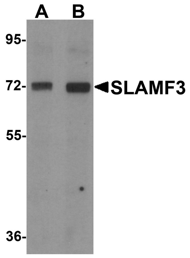 Western blot analysis of SLAMF3 in 293 cell lysate with SLAMF3 antibody at (A) 1 and (B) 2 ug/ml.