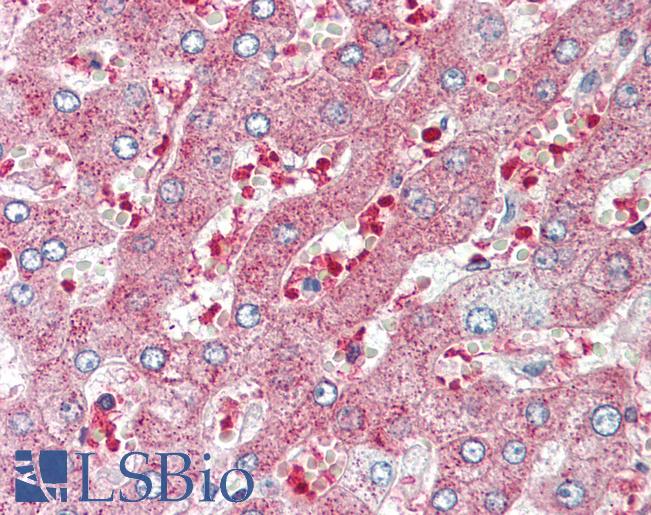 Anti-LYL1 antibody IHC of human liver. Immunohistochemistry of formalin-fixed, paraffin-embedded tissue after heat-induced antigen retrieval. Antibody LS-B8402 dilution 5 ug/ml.